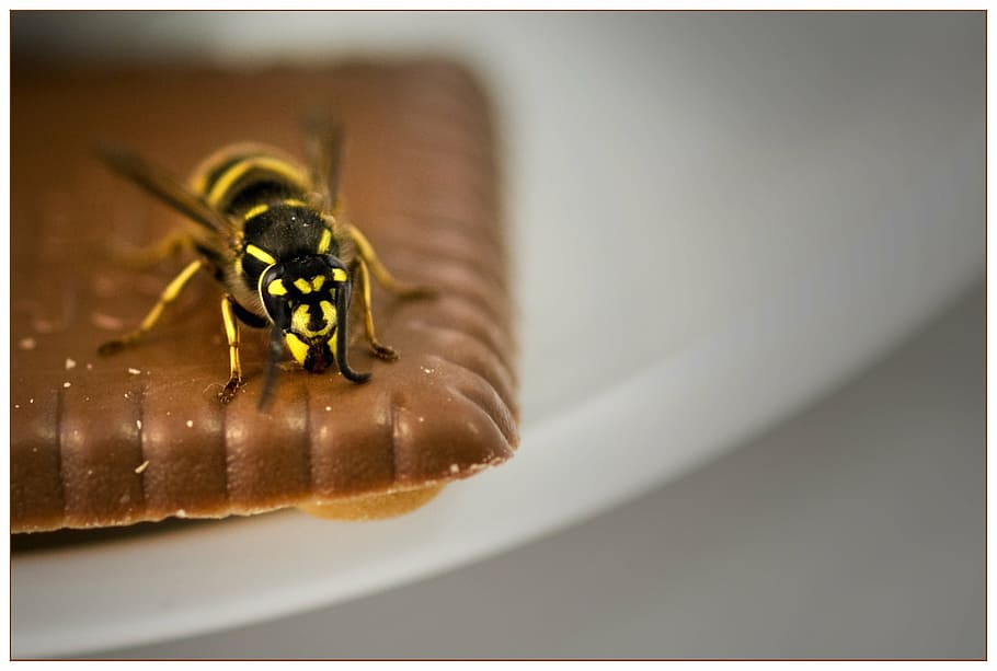 wasp, cookie, summer, terrace, animal themes, one animal, insect HD wallpaper