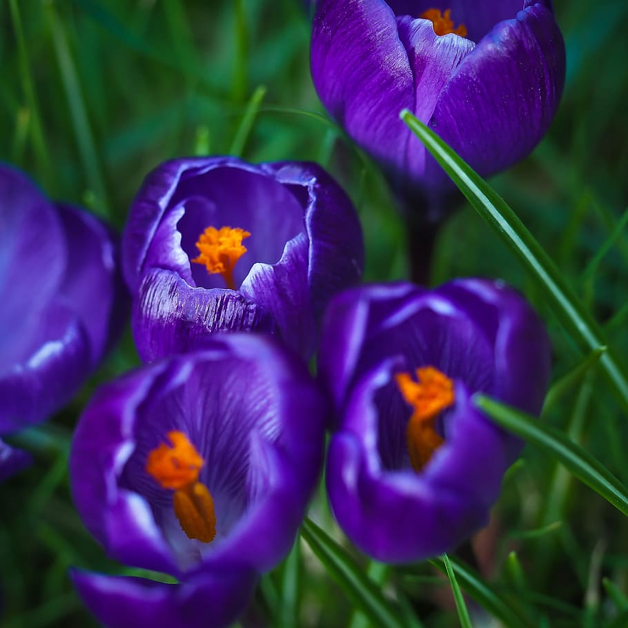 Crocus, Spring, Flower, Purple, Blossom, bloom, spring flower HD wallpaper