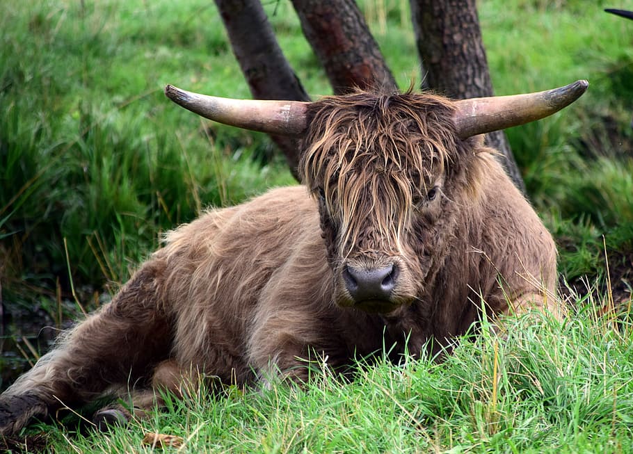 brown buffalo lying on grass, beef, highland beef, galloway, bull, HD wallpaper