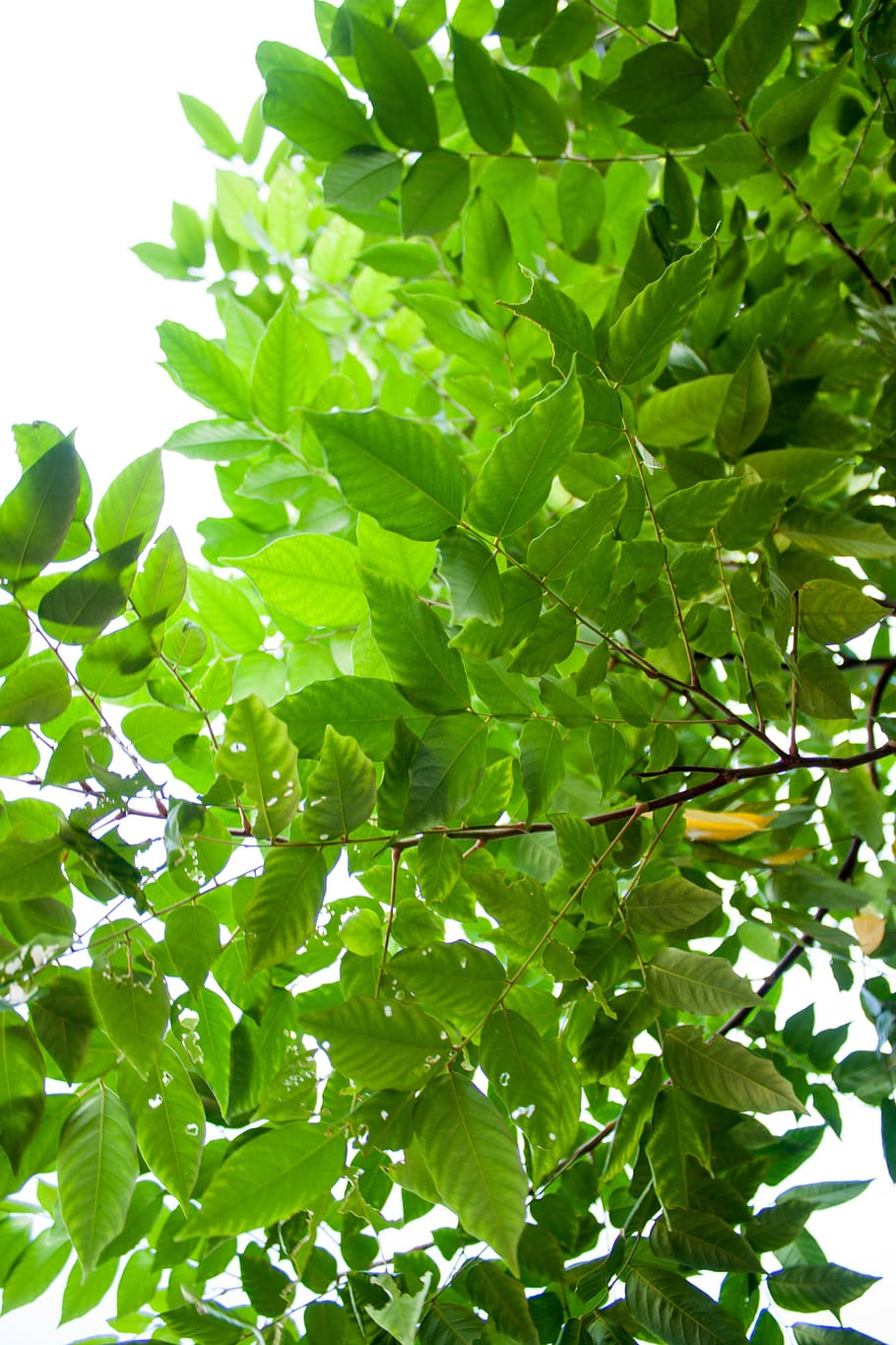 leaf, flora, growth, nature, freshness, green color, plant part HD wallpaper
