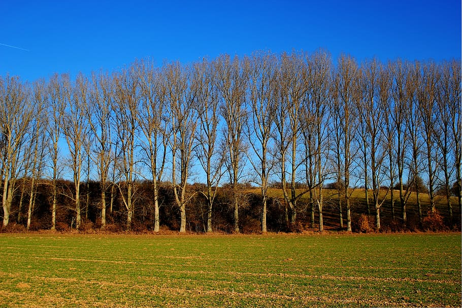 field, trees, sky, fields, blue, fog, blue sky, grove of trees HD wallpaper