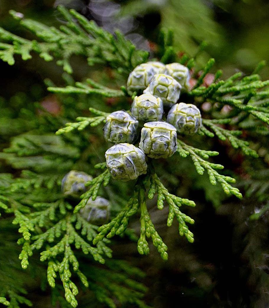 cypress fruit, tree, nature, green, plant, green color, close-up HD wallpaper