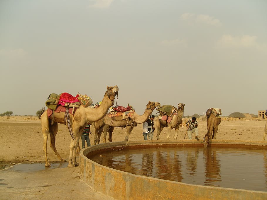 camel, india, kuri, mammal, domestic animals, animal themes HD wallpaper