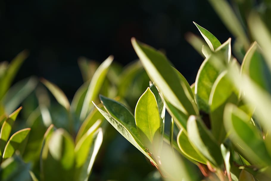 the leaves, macro, sunshine, green color, plant, plant part HD wallpaper