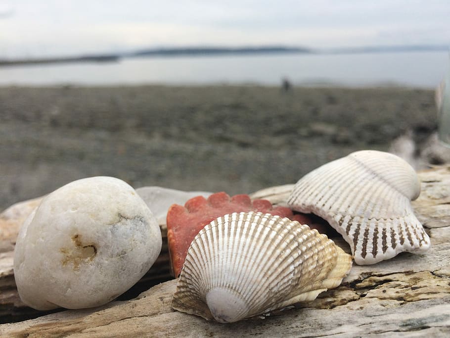 Sea, Shells, Ocean, beach, sand, nature, seashell, outdoors HD wallpaper