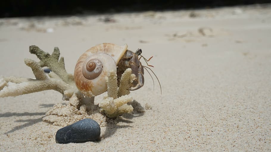 crab, seashell, sand, beach, scallop, sandy beach, tropical HD wallpaper