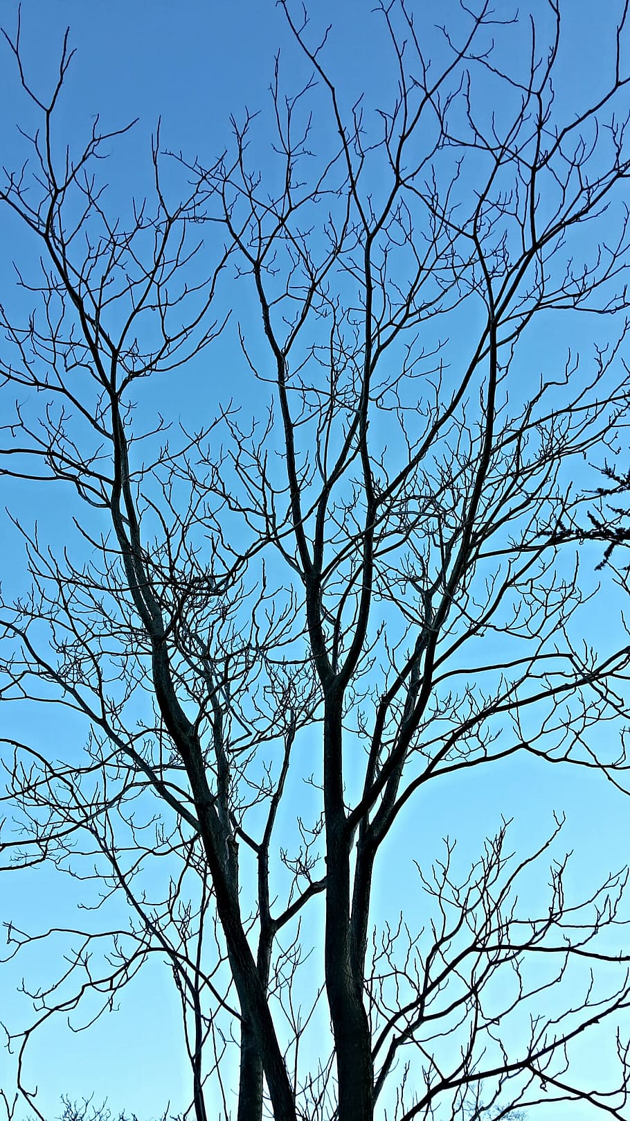 tree, branches, winter, sky, blue, bare, nature, dry branch HD wallpaper