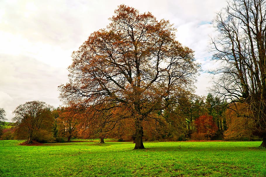autumn, tree, trees, fall, nature, leaves, foliage, season HD wallpaper