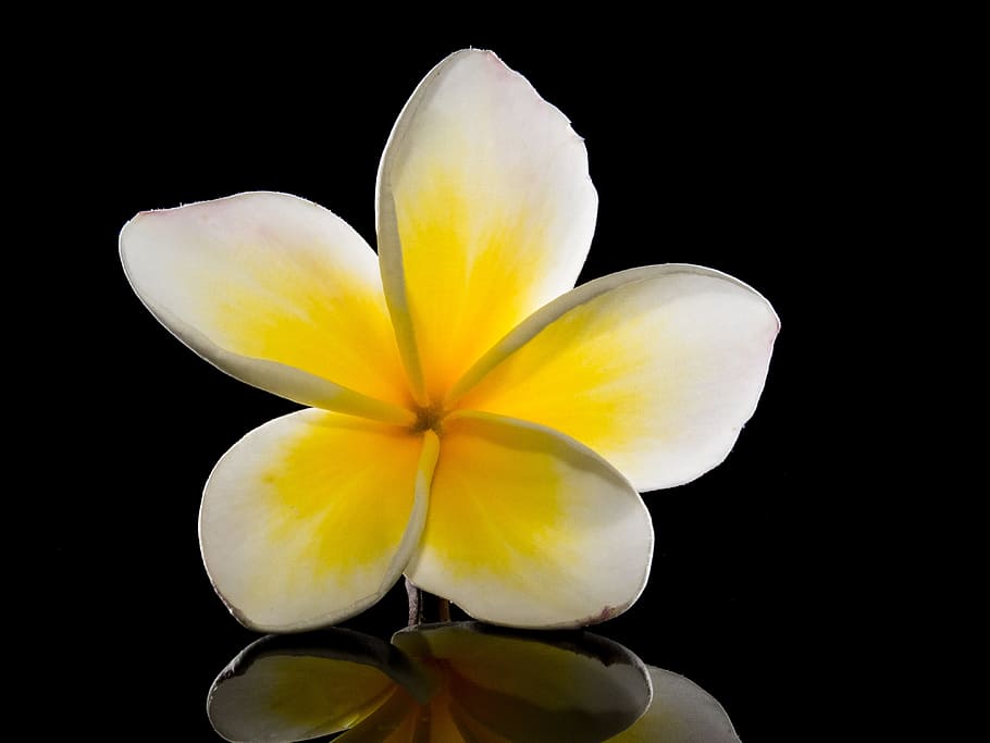 selective focus photography white and yellow plumeria flower HD wallpaper