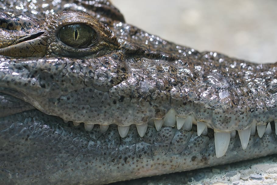 close-up photography of green crocodile, philippines crocodile, HD wallpaper