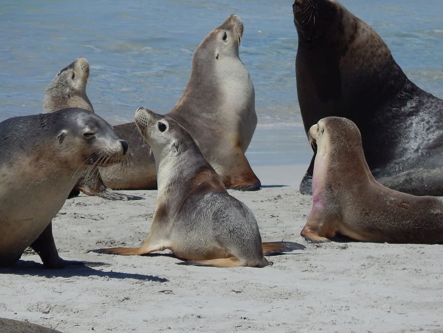 seals, bay, animal, group of animals, animal wildlife, animal themes HD wallpaper