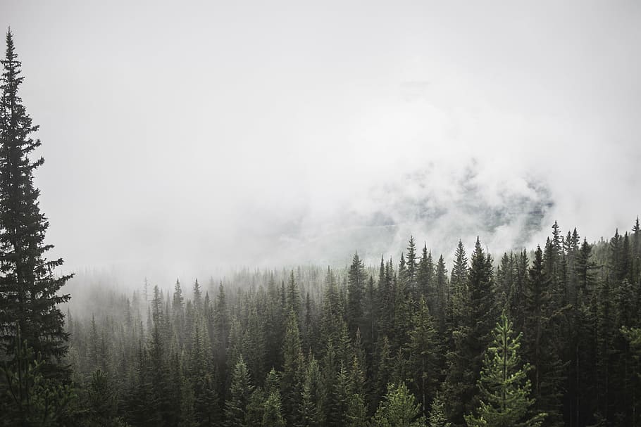 conifers under white clouds, forest, mountain, trees, pine HD wallpaper