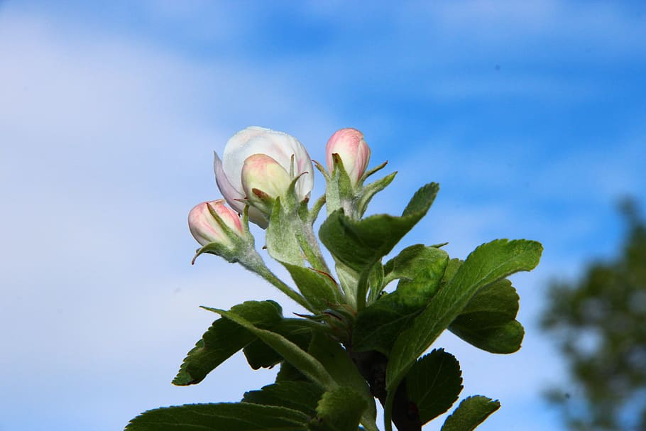 spring, blossom, bloom, sky, plant, freshness, green color HD wallpaper