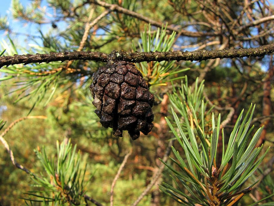 cone, tree, pine, nature, pine Cone, christmas, coniferous Tree HD wallpaper