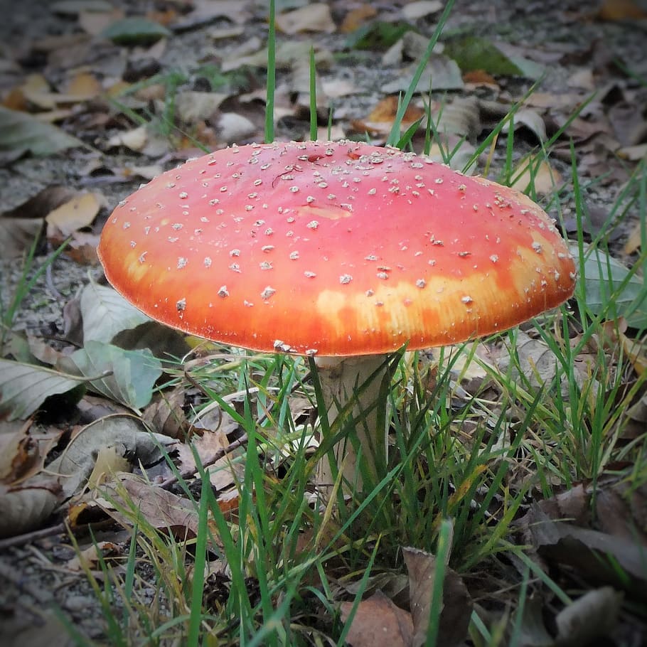 fly agaric, forest, nature, toxic, red fly agaric mushroom HD wallpaper