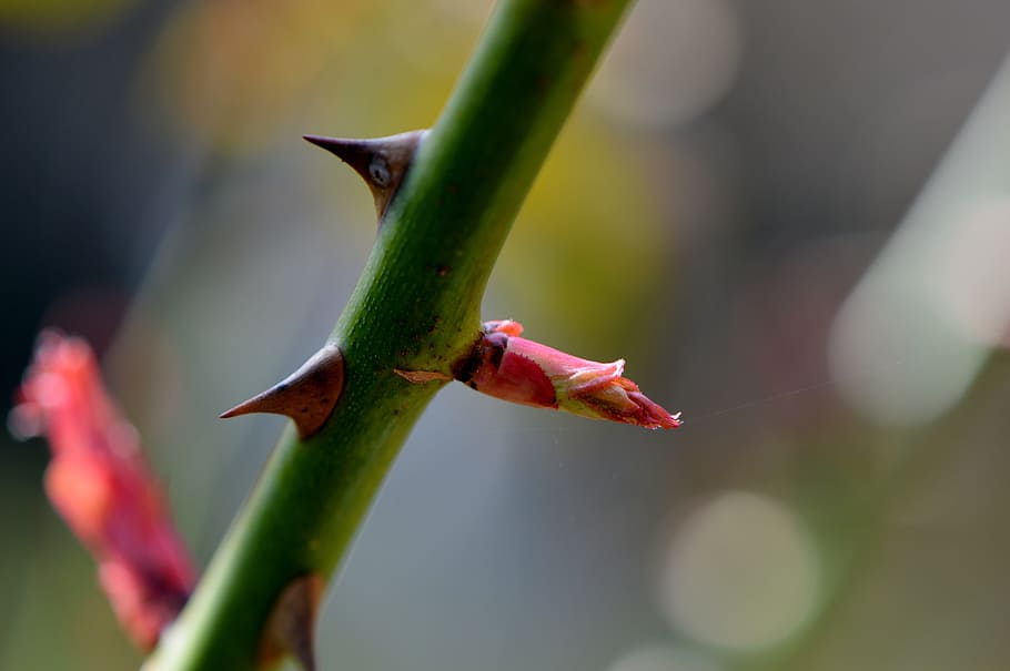 untitled, Thorns, Flower, Bud, Nature, rose, background, leaf, HD wallpaper