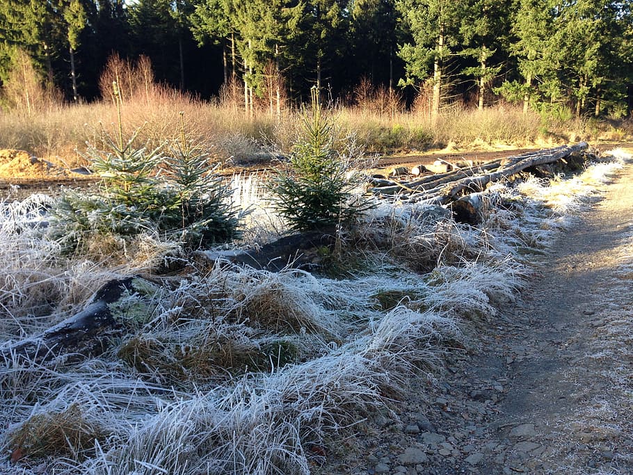 winter, cold, wintry, frost, nature, hoarfrost, tree, plant HD wallpaper