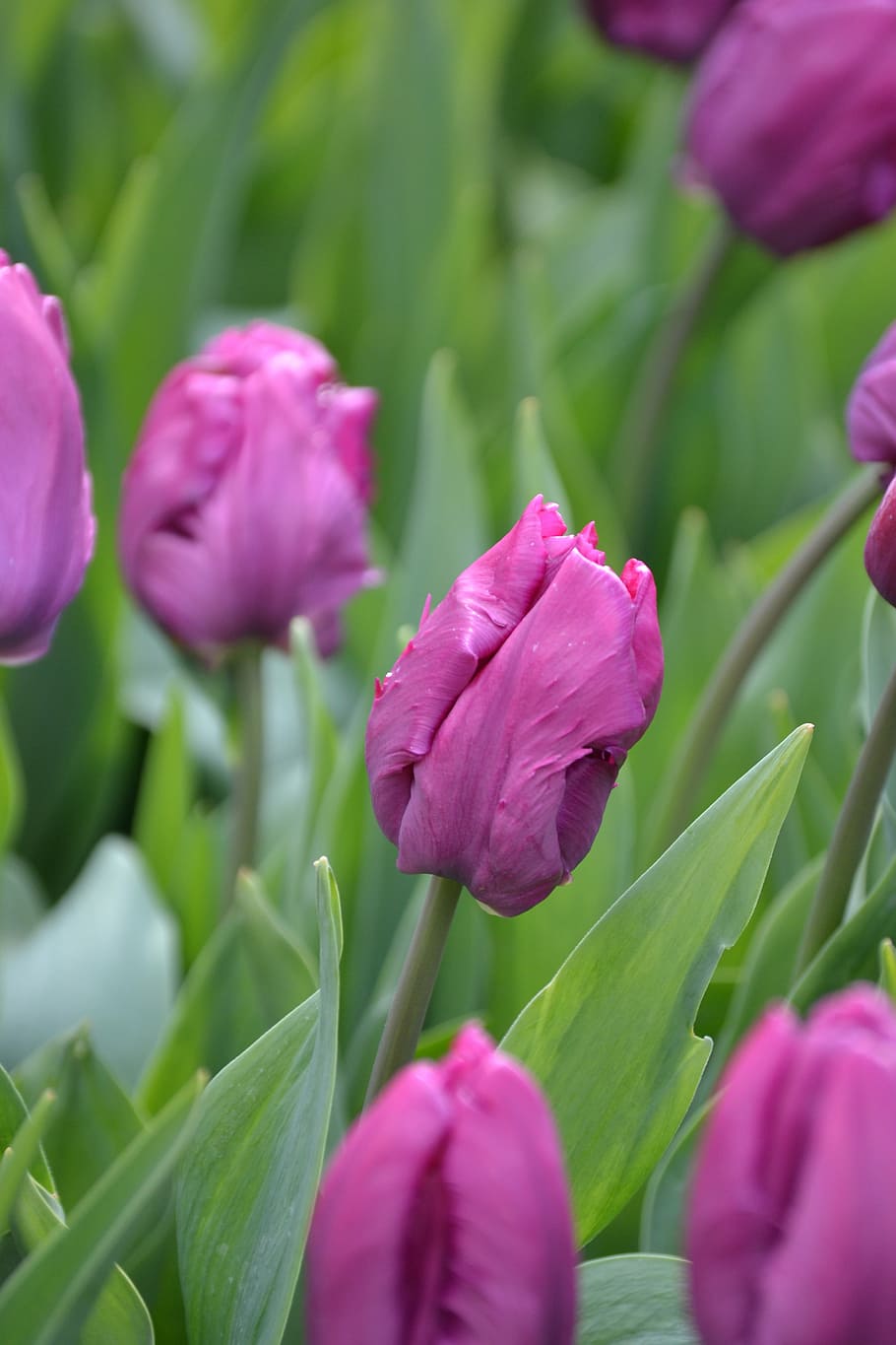 tulips, purple, purple flowers, close, violet, nature, spring, HD wallpaper
