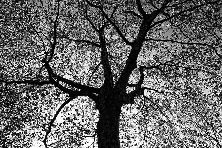 low angle of tree under gray sky, tree top, branches, bare branches HD wallpaper
