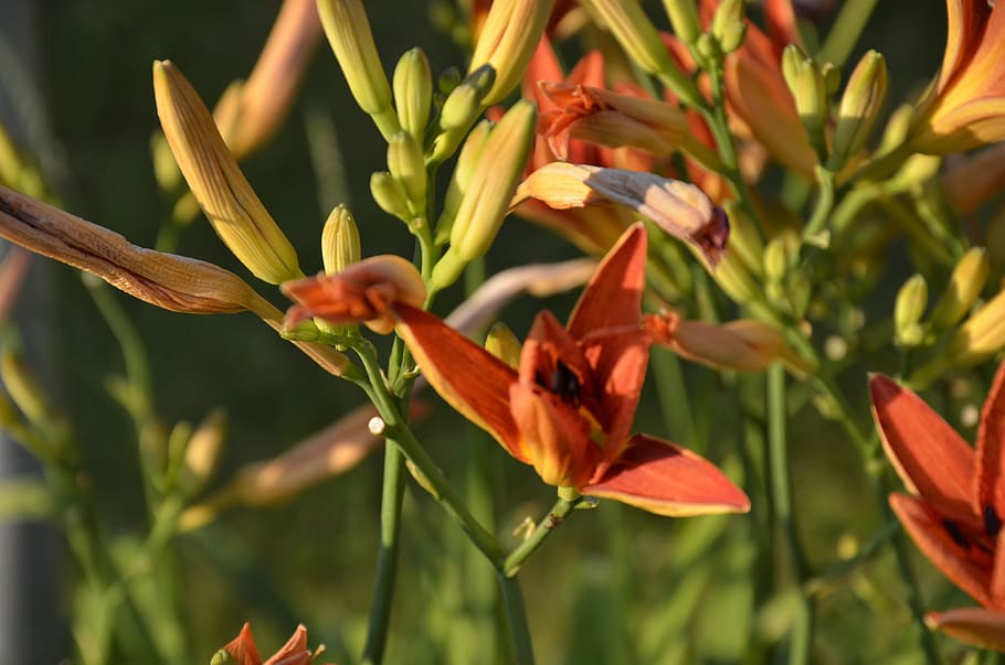 orange, flowers, blossom, plant, growth, flowering plant, beauty in nature HD wallpaper