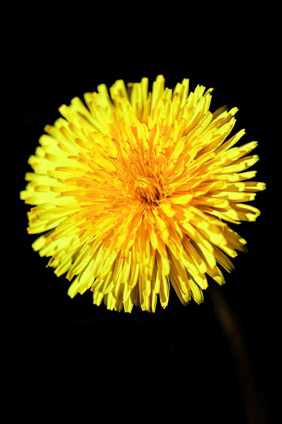 dandelion, yellow, nature, spring, flower, summer, plant, wild HD wallpaper