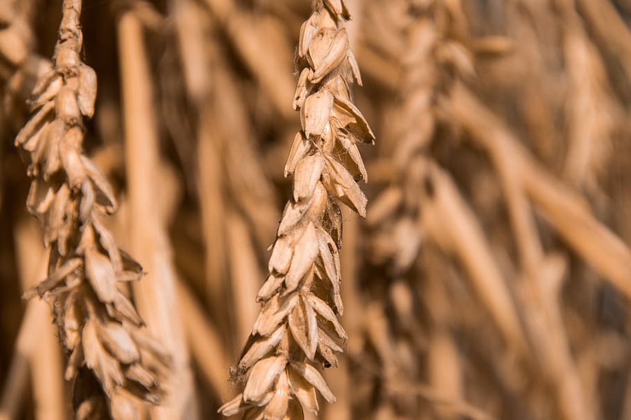 cereals, dried, plant, cereal plant, agriculture, crop, close-up HD wallpaper