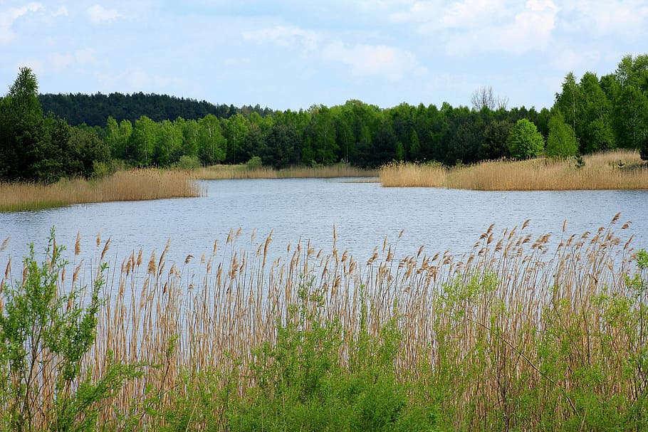 body of water surrounded by trees under white clouds, lagoon HD wallpaper