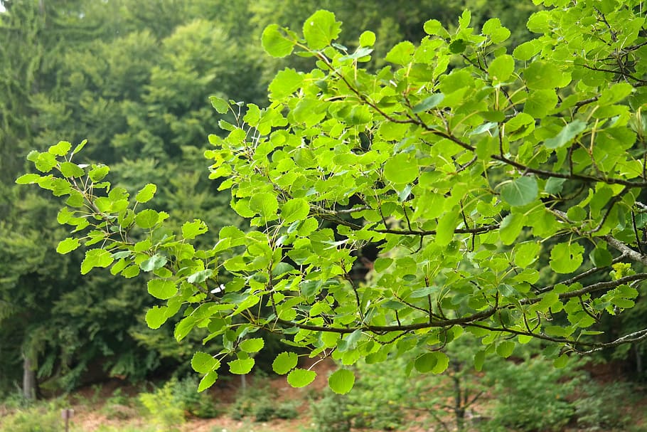 leaves, foliage, tree, green, aspen, agrimony, populus tremula HD wallpaper