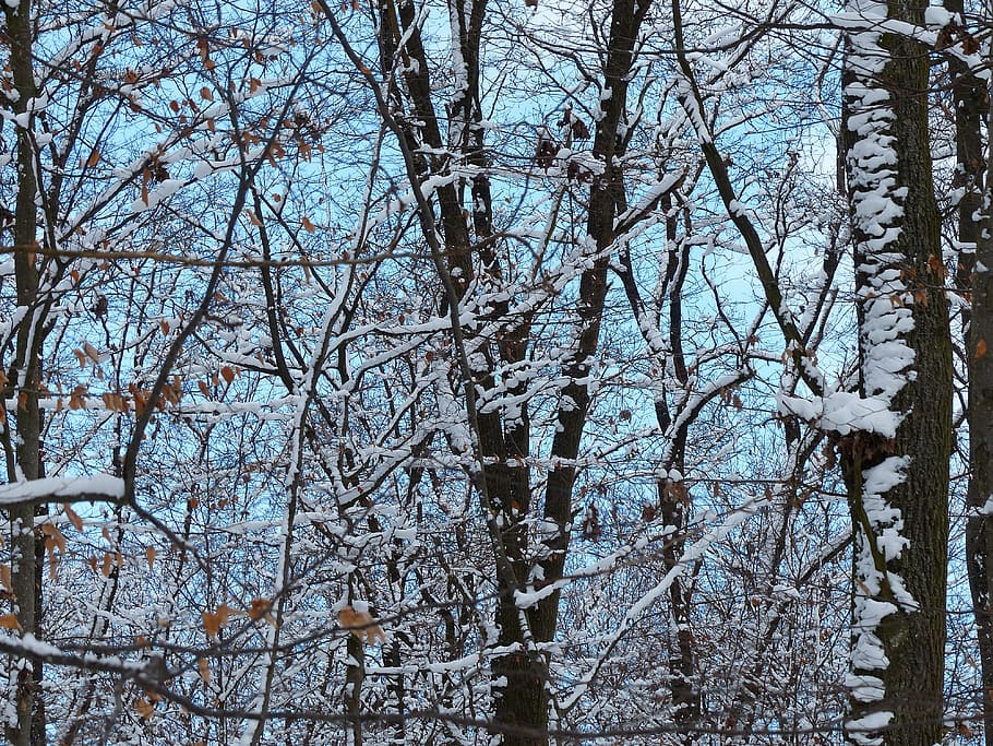forest, trees, snowy, branches, aesthetic, icy, plant, cold temperature HD wallpaper