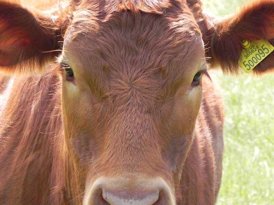 cow, brown, country, moo, animal, farm, beef, countryside, milk