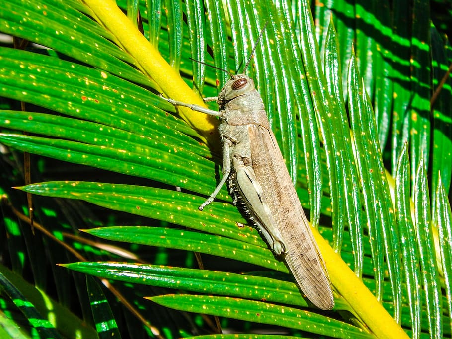 grasshopper, nature, insects, summer, fauna, animals, one animal HD wallpaper