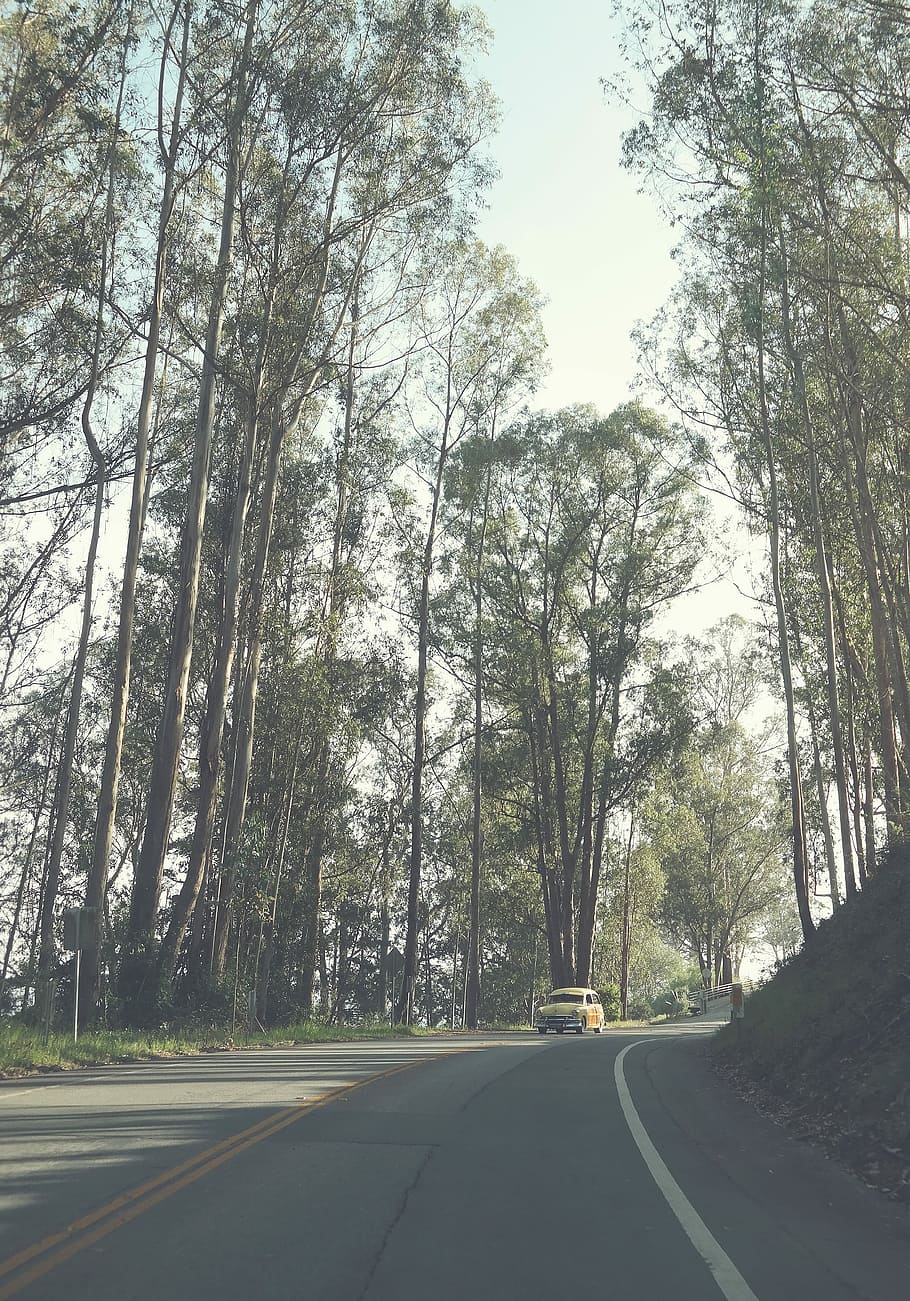 yellow car surrounded by trees during daytime, brown vehicle on gray road between forest during daytime HD wallpaper