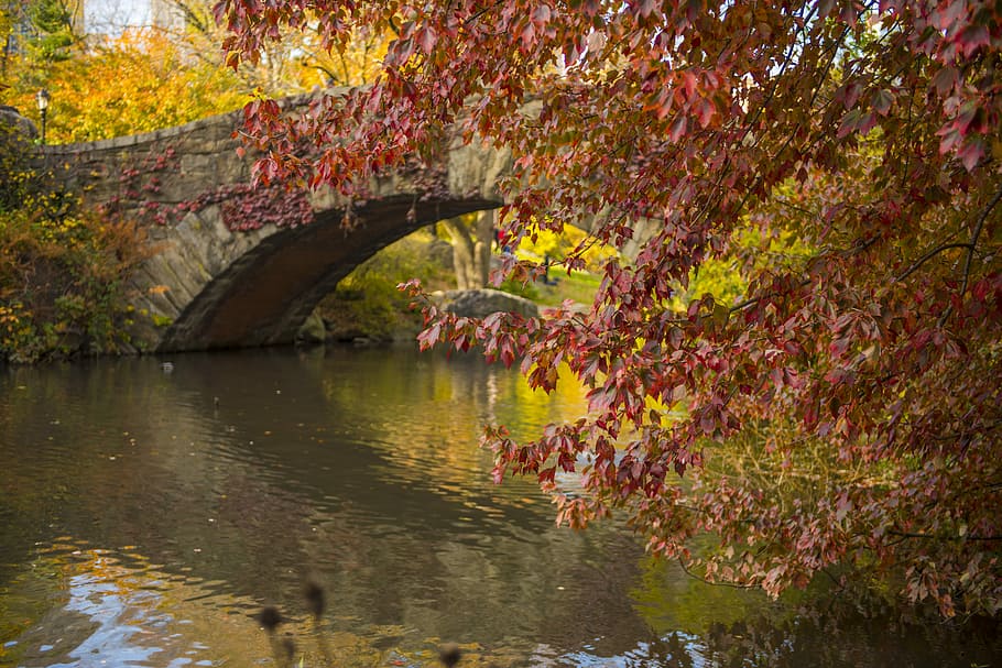 Bridge, Nyc, River, Scenic, Central Park, autumn, leaf, reflection HD wallpaper