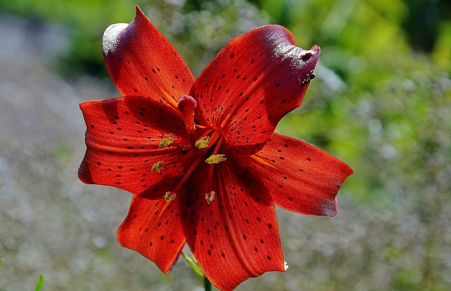 yellow-red daylily, hemerocallis, fulva, flora, flower, flowers, HD wallpaper