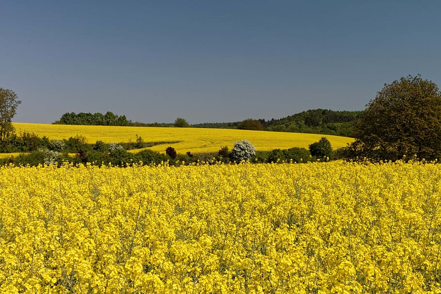oilseed rape, landscape, rape blossom, yellow, beauty in nature HD wallpaper