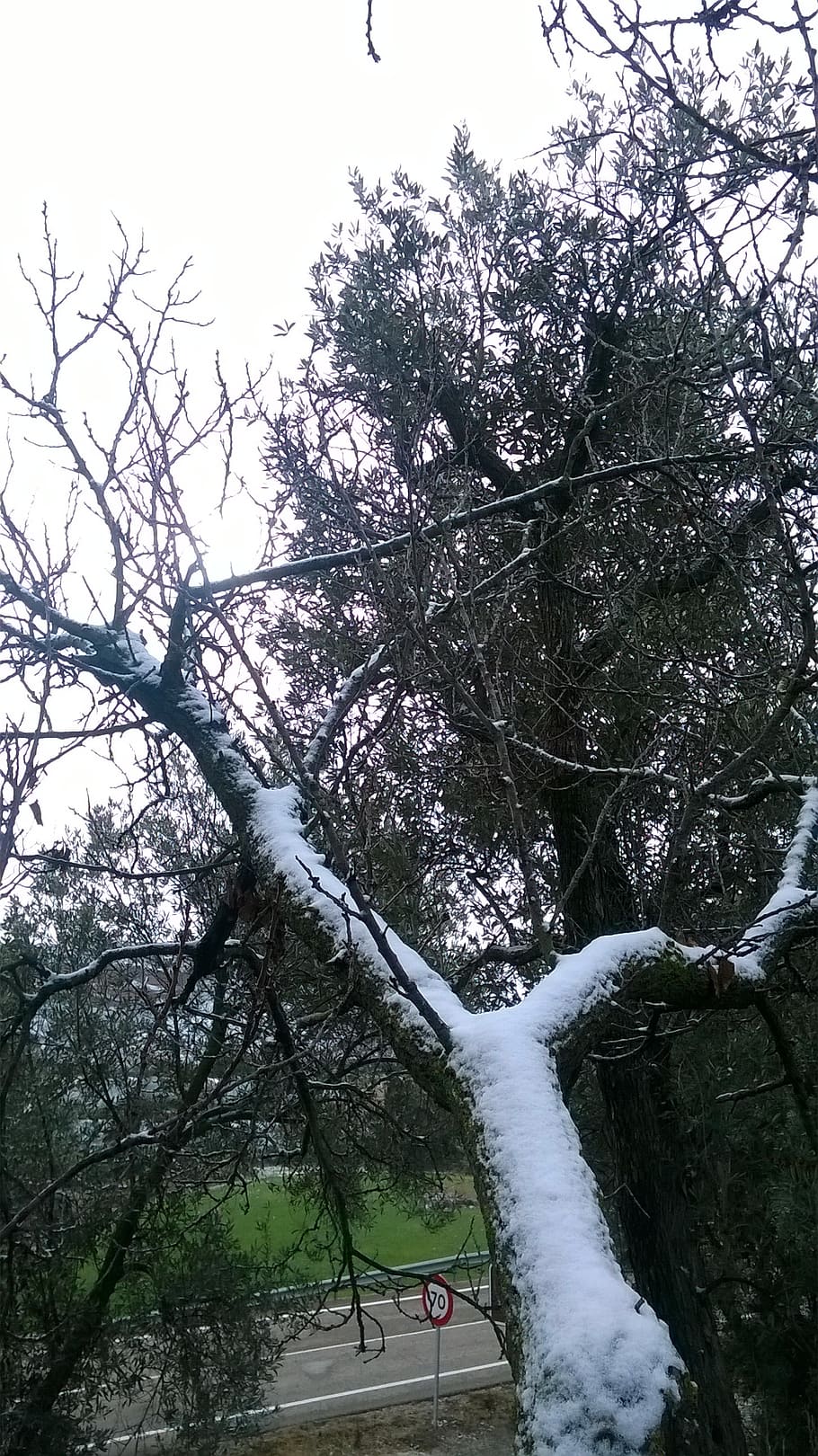 snow, tree, branch, winter, cold, nevada, white, trees, plant HD wallpaper