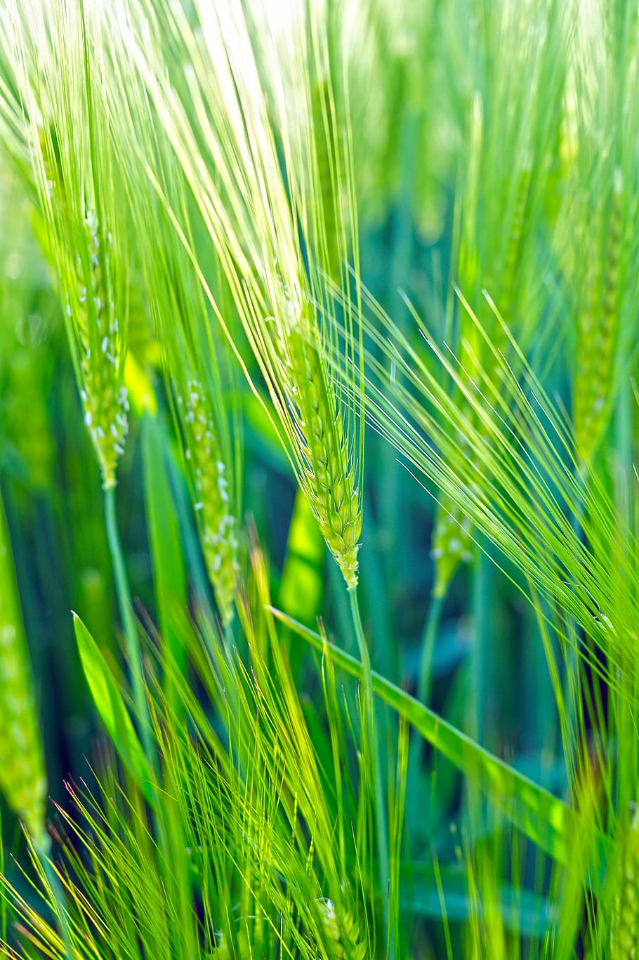 Wheat, Green, Field, Cereals, Epi, wheat fields, spring, nature, HD wallpaper