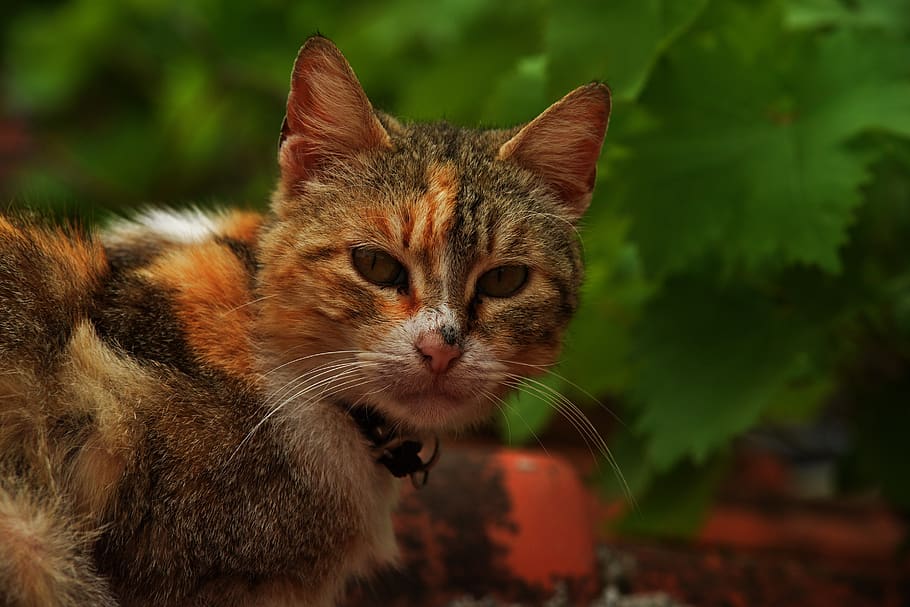 cat, beautiful cats, mammal, feline, domestic cat, pets, animal themes HD wallpaper