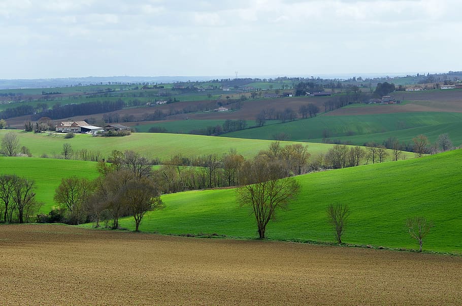 landscape, field, hills, spring, nature, rural Scene, tree HD wallpaper