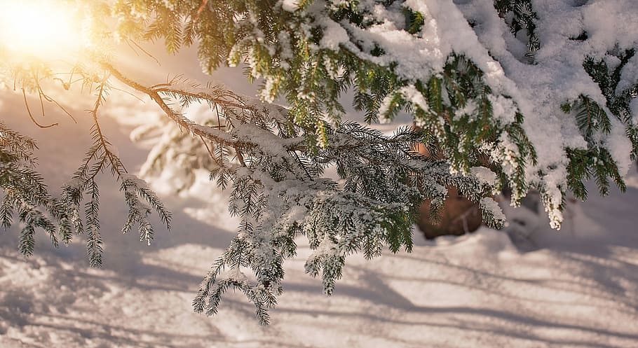 branches, aesthetic, winter, snow, snowy, sunlight, lighting HD wallpaper