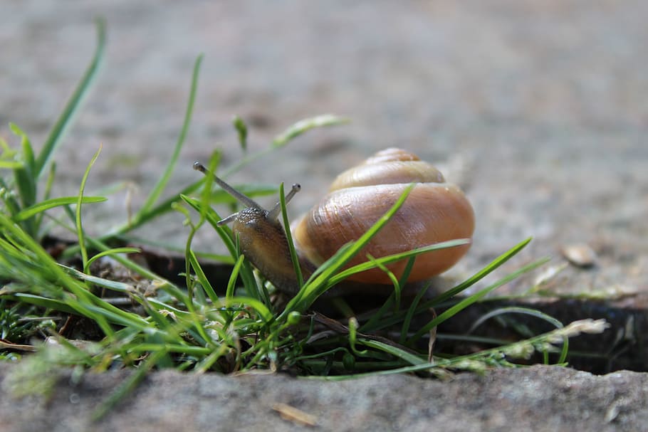Snail, Animal, Reptile, Shell, Spiral, probe, grass, green HD wallpaper