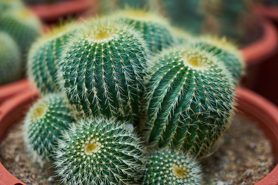 green cactus plant, Dea, Needle, Macro, flower picture, garden HD wallpaper