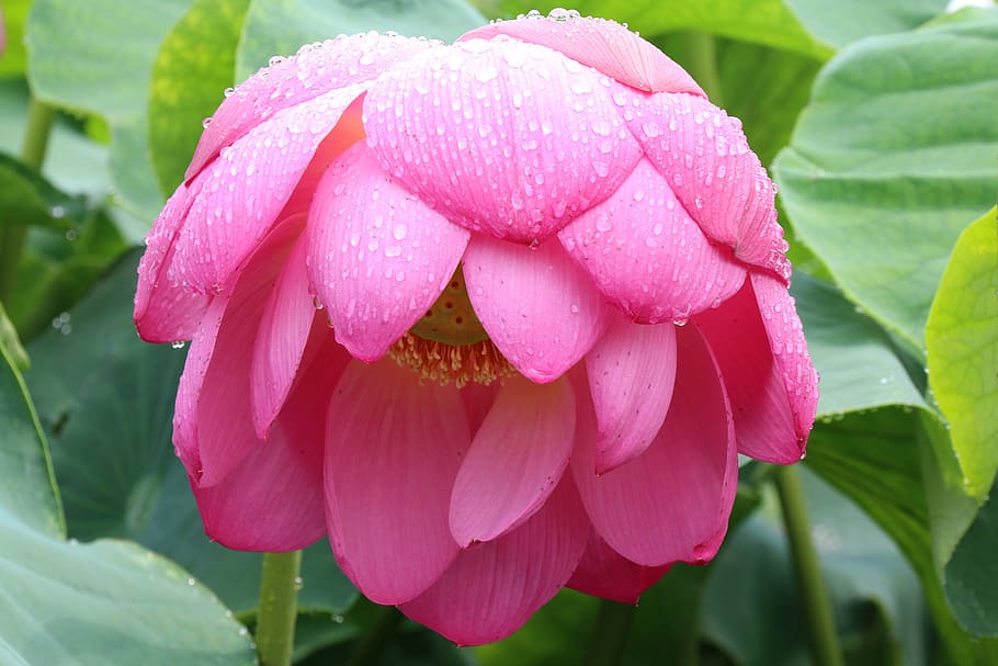 pink lotus with dewdrops, gwangokji, summer, pink flower, a rainy day, HD wallpaper