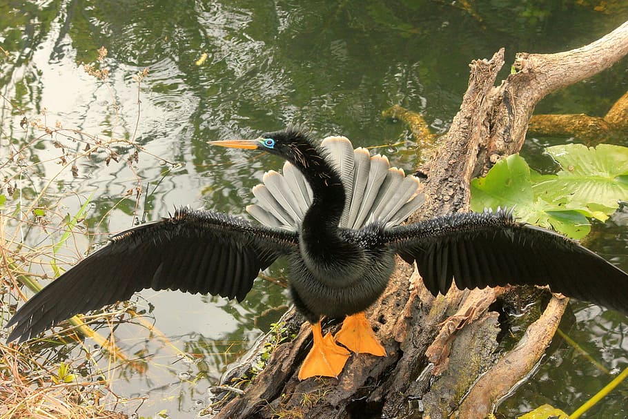 anhinga, bird, fly, wings, feather, wildlife, beak, dom, outdoor HD wallpaper