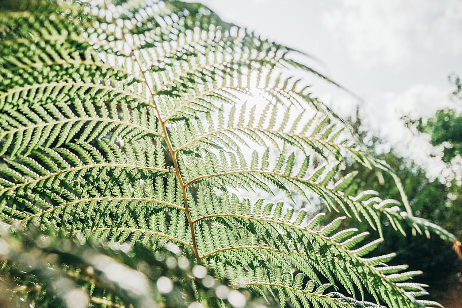 fern, plant, green, green color, leaf, plant part, close-up HD wallpaper