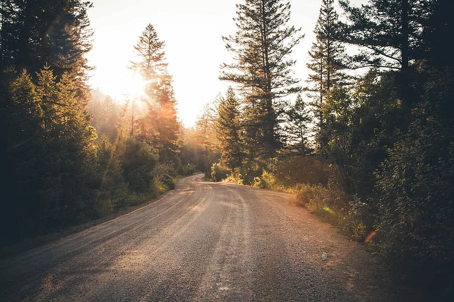 road near forest, brown road covered with green leaf trees, path HD wallpaper