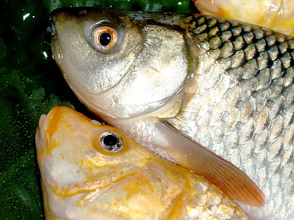 fish, carp, meal, river, pike, masking, carpio, cypriniformes HD wallpaper