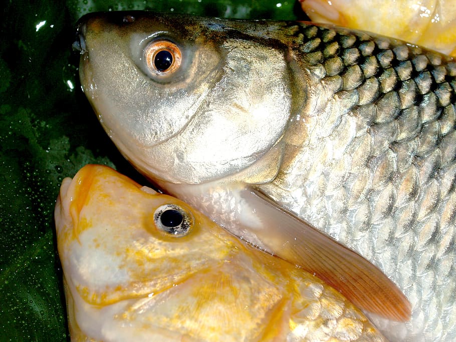 fish, carp, meal, river, pike, masking, carpio, cypriniformes HD wallpaper