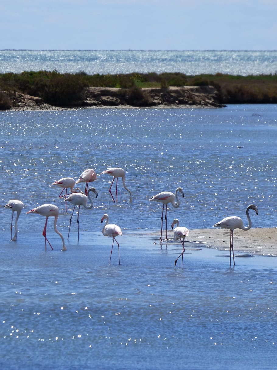 Flamenco, Flemish, Flamingo, delta del ebre, marshes, natural park, HD wallpaper