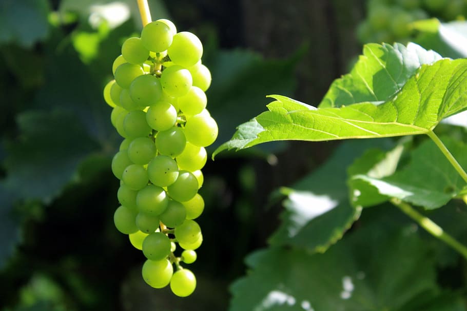 grapes, fruit, nature, fresh, eating, nutrition, vitamins, garden HD wallpaper